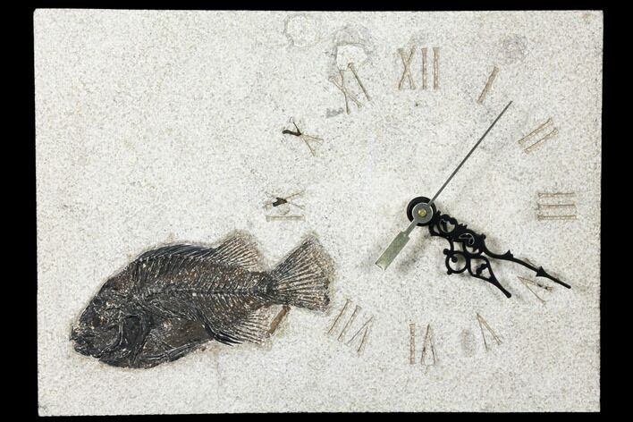 Wide Clock With Cockerellites Fish Fossil - Wyoming #132879